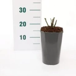 'Princesse Charlene De Monaco' Rosa 'Princesse Charlene De Monaco' 3,0 Liter Potte -Osmo Salgsbutik p35943 45587 rosa princesse charlene de monaco 5e51