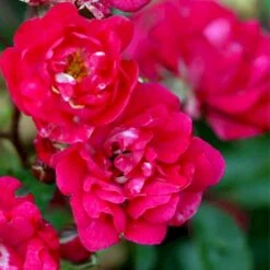 'Fairy King' Rosa X 'Fairy King' Potte 2 Liter.