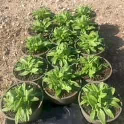 Issalat /Ismiddagsblomst Mesembryanthemum 12 Cm Potte