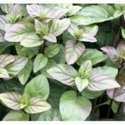 Appelsinmynte Mentha Pipperita 'Orange' 2 Liter Potte