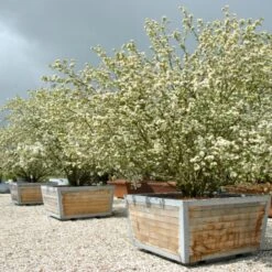 Sargentsæble Malus Sargentii Barrods, - 3 års (1/2) 50-80 Cm. Hækkvalitet