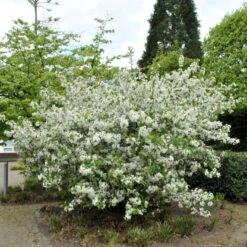 Fremhævede Produkter -Osmo Salgsbutik p3601 54075 malus sargentii ae8d