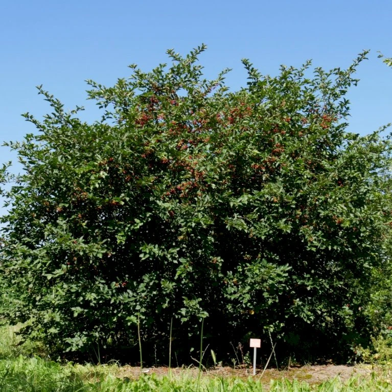 Sargentsæble Malus Sargentii Barrods, - 3 års (1/2) 50-80 Cm. Hækkvalitet 3 Sargentsæble Malus Sargentii Barrods, - 3 års (1/2) 50-80 Cm. Hækkvalitet - Billede 3