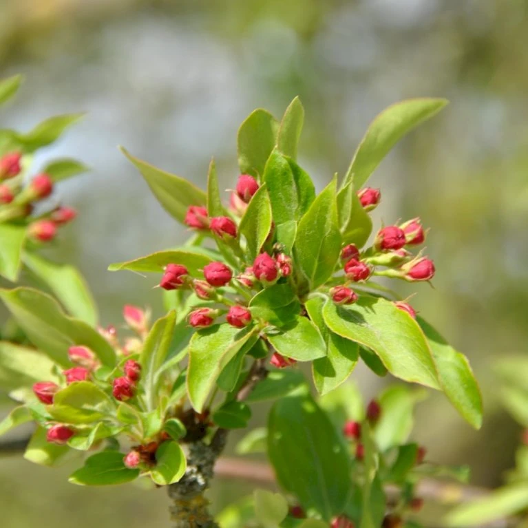 Sargentsæble Malus Sargentii Barrods, - 3 års (1/2) 50-80 Cm. Hækkvalitet 4 Sargentsæble Malus Sargentii Barrods, - 3 års (1/2) 50-80 Cm. Hækkvalitet - Billede 4
