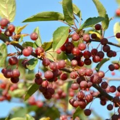 Sargentsæble Malus Sargentii Barrods, - 3 års (1/2) 50-80 Cm. Hækkvalitet 12 Sargentsæble Malus Sargentii Barrods, - 3 års (1/2) 50-80 Cm. Hækkvalitet -Osmo Salgsbutik p3601 54078 malus sargentii fd70