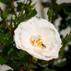 'Diamond Border'® Rosa X 'Diamond Border'® (Bunddækkerose) A-Kvalitet,- Barrods Roser Min. 3 Grene -Osmo Salgsbutik p362 51944 rosa x diamond border bunddaekkerose c61e
