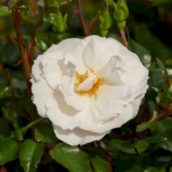 'Diamond Border'® Rosa X 'Diamond Border'® (Bunddækkerose) A-Kvalitet,- Barrods Roser Min. 3 Grene -Osmo Salgsbutik p362 51945 rosa x diamond border bunddaekkerose 48ce