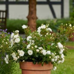 'Diamond Border'® Rosa X 'Diamond Border'® (Bunddækkerose) A-Kvalitet,- Barrods Roser Min. 3 Grene -Osmo Salgsbutik p362 51946 rosa x diamond border bunddaekkerose 0c46