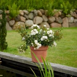 'Diamond Border'® Rosa X 'Diamond Border'® (Bunddækkerose) A-Kvalitet,- Barrods Roser Min. 3 Grene -Osmo Salgsbutik p362 51947 rosa x diamond border bunddaekkerose a140