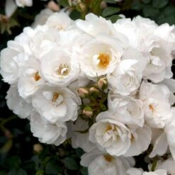 'Diamond Border'® Rosa X 'Diamond Border'® (Bunddækkerose) A-Kvalitet,- Barrods Roser Min. 3 Grene -Osmo Salgsbutik p362 51949 rosa x diamond border bunddaekkerose 0775