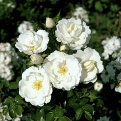 'Diamond Border'® Rosa X 'Diamond Border'® (Bunddækkerose) A-Kvalitet,- Barrods Roser Min. 3 Grene -Osmo Salgsbutik p362 51950 rosa x diamond border bunddaekkerose 2047