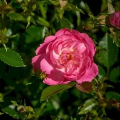 'Easy Cover'® Rosa X 'Easy Cover'® (Bunddækkerose) A-Kvalitet,- Barrods Roser Min. 3 Grene -Osmo Salgsbutik p363 51953 rosa x easy cover bunddaekkerose 23b9