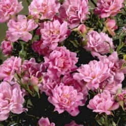 'Easy Cover'® Rosa X 'Easy Cover'® (Bunddækkerose) A-Kvalitet,- Barrods Roser Min. 3 Grene -Osmo Salgsbutik p363 51954 rosa x easy cover bunddaekkerose 616f