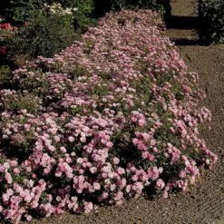 'Easy Cover'® Rosa X 'Easy Cover'® (Bunddækkerose) A-Kvalitet,- Barrods Roser Min. 3 Grene -Osmo Salgsbutik p363 51955 rosa x easy cover bunddaekkerose d3fa