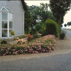 'Easy Cover'® Rosa X 'Easy Cover'® (Bunddækkerose) A-Kvalitet,- Barrods Roser Min. 3 Grene -Osmo Salgsbutik p363 51956 rosa x easy cover bunddaekkerose 78d8