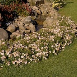 'Gentle Cover'® Rosa X 'Gentle Cover'® (Bunddækkerose) A-Kvalitet,- Barrods Roser Min. 3 Grene -Osmo Salgsbutik p364 51963 rosa x gentle cover bunddaekkerose 7d6f