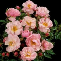 'Gentle Cover'® Rosa X 'Gentle Cover'® (Bunddækkerose) A-Kvalitet,- Barrods Roser Min. 3 Grene -Osmo Salgsbutik p364 51964 rosa x gentle cover bunddaekkerose e1ac