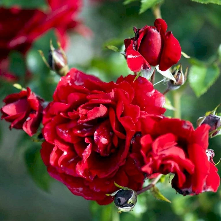 'Sympathie'® Rosa X 'Sympathie'® (Slyngrose) A-Kvalitet,- Barrods Roser Min. 3 Grene 1 'Sympathie'® Rosa X 'Sympathie'® (Slyngrose) A-Kvalitet,- Barrods Roser Min. 3 Grene