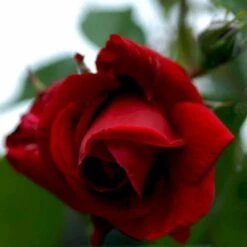 'Sympathie'® Rosa X 'Sympathie'® (Slyngrose) A-Kvalitet,- Barrods Roser Min. 3 Grene 14 'Sympathie'® Rosa X 'Sympathie'® (Slyngrose) A-Kvalitet,- Barrods Roser Min. 3 Grene -Osmo Salgsbutik p3653 52916 rosa x sympathie slyngrose 4be6