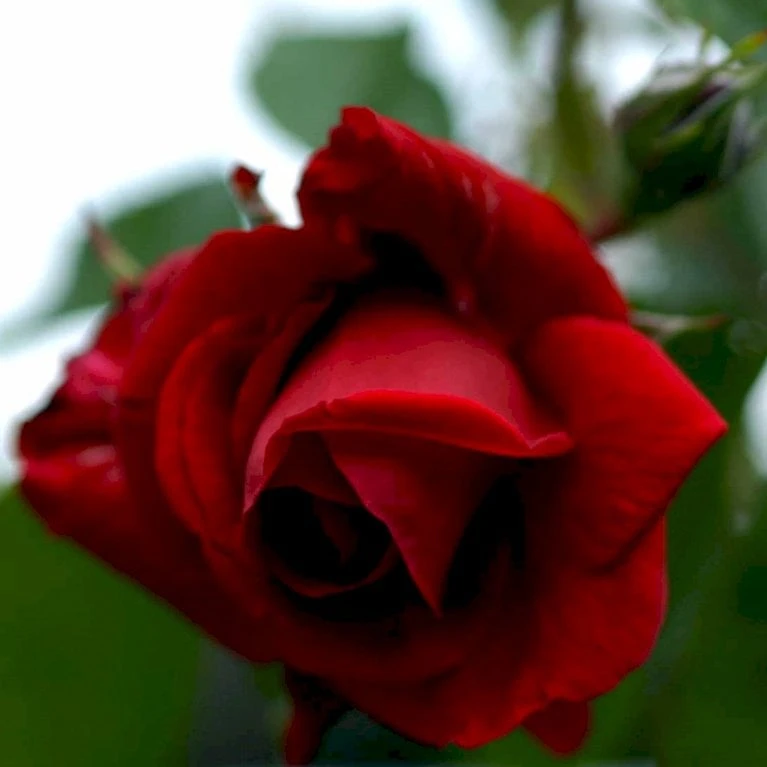 'Sympathie'® Rosa X 'Sympathie'® (Slyngrose) A-Kvalitet,- Barrods Roser Min. 3 Grene 4 'Sympathie'® Rosa X 'Sympathie'® (Slyngrose) A-Kvalitet,- Barrods Roser Min. 3 Grene - Billede 4