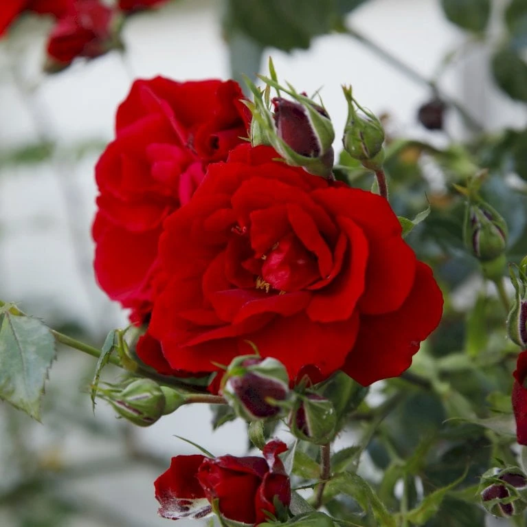 'Sympathie'® Rosa X 'Sympathie'® (Slyngrose) A-Kvalitet,- Barrods Roser Min. 3 Grene 5 'Sympathie'® Rosa X 'Sympathie'® (Slyngrose) A-Kvalitet,- Barrods Roser Min. 3 Grene - Billede 5