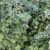 Småbladet Efeu 'Goldchild' Hedera Helix 'Goldchild' Potte 2,0 Liter,- Opbundet