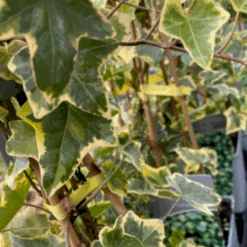 Småbladet Efeu 'Goldchild' Hedera Helix 'Goldchild' Potte 2,0 Liter,- Opbundet -Osmo Salgsbutik p36652 48698 hedera helix goldchild 6e60