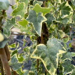 Småbladet Efeu 'Goldchild' Hedera Helix 'Goldchild' Potte 2,0 Liter,- Opbundet -Osmo Salgsbutik p36652 48699 hedera helix goldchild e9bb