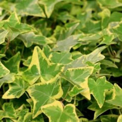 Småbladet Efeu 'Goldchild' Hedera Helix 'Goldchild' Potte 2,0 Liter,- Opbundet -Osmo Salgsbutik p36652 50590 hedera helix goldchild 072c