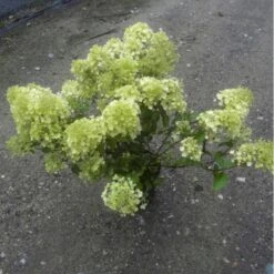 Kompakt Syrén-Hortensia 'Bobo' Hydrangea Paniculata 'Bobo' 3,5 Liter Potte -Osmo Salgsbutik p36661 47358 hydragea paniculata bobo 9213