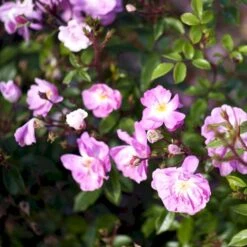 'Lavender Cover'® Rosa X 'Lavender Cover'® (Bunddækkerose) A-Kvalitet,- Barrods Roser Min. 3 Grene 8 'Lavender Cover'® Rosa X 'Lavender Cover'® (Bunddækkerose) A-Kvalitet,- Barrods Roser Min. 3 Grene -Osmo Salgsbutik p366 51970 rosa x lavender cover bunddaekkerose 803d