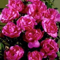 'Lavender Cover'® Rosa X 'Lavender Cover'® (Bunddækkerose) A-Kvalitet,- Barrods Roser Min. 3 Grene 9 'Lavender Cover'® Rosa X 'Lavender Cover'® (Bunddækkerose) A-Kvalitet,- Barrods Roser Min. 3 Grene -Osmo Salgsbutik p366 51971 rosa x lavender cover bunddaekkerose b7c0