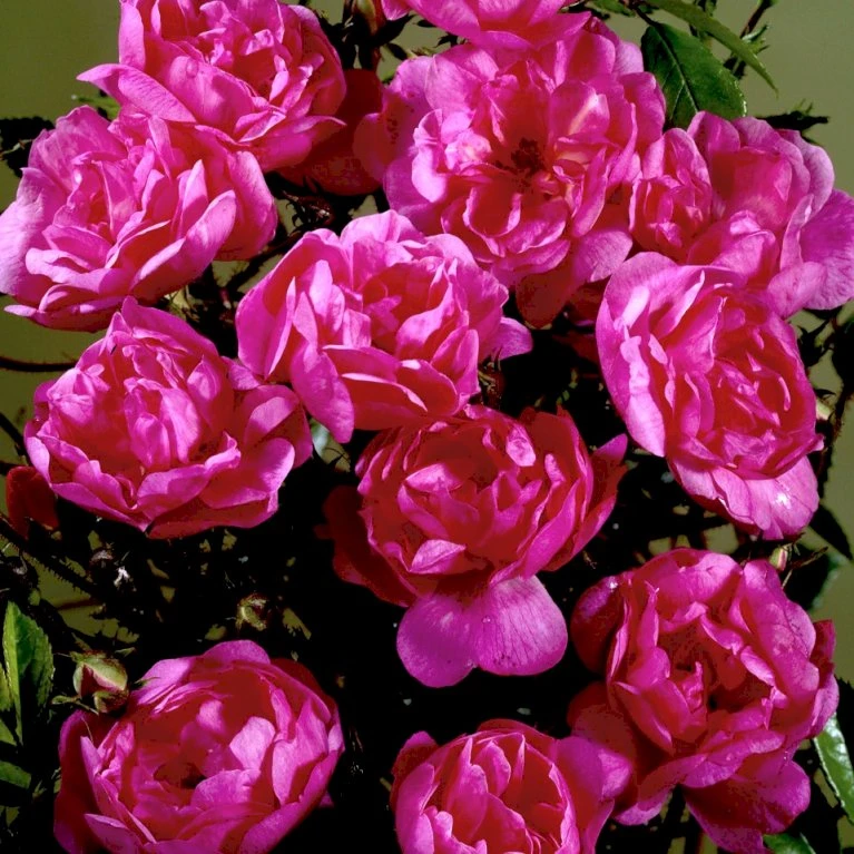 'Lavender Cover'® Rosa X 'Lavender Cover'® (Bunddækkerose) A-Kvalitet,- Barrods Roser Min. 3 Grene 4 'Lavender Cover'® Rosa X 'Lavender Cover'® (Bunddækkerose) A-Kvalitet,- Barrods Roser Min. 3 Grene - Billede 4