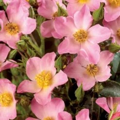 'Pink Cover'® Rosa X 'Pink Cover'® (Bunddækkerose) A-Kvalitet,- Barrods Roser Min. 3 Grene -Osmo Salgsbutik p367 51975 rosa x pink cover bunddaekkerose a510