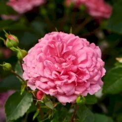 'Rosy Border'® Rosa X 'Rosy Border'® (Bunddækkerose) A-Kvalitet,- Barrods Roser Min. 3 Grene -Osmo Salgsbutik p368 51977 rosa x rosy border bunddaekkerose eefe