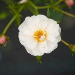 'Snow Cover'® Rosa X 'Snow Cover'® (Bunddækkerose) A-Kvalitet,- Barrods Roser Min. 3 Grene -Osmo Salgsbutik p369 51984 rosa x snow cover bunddaekkerose 03fd