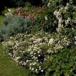 'Snow Cover'® Rosa X 'Snow Cover'® (Bunddækkerose) A-Kvalitet,- Barrods Roser Min. 3 Grene -Osmo Salgsbutik p369 51985 rosa x snow cover bunddaekkerose 9f35