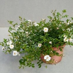 'Snow Cover'® Rosa X 'Snow Cover'® (Bunddækkerose) A-Kvalitet,- Barrods Roser Min. 3 Grene -Osmo Salgsbutik p369 51987 rosa x snow cover bunddaekkerose efe1