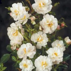 'Snow Cover'® Rosa X 'Snow Cover'® (Bunddækkerose) A-Kvalitet,- Barrods Roser Min. 3 Grene -Osmo Salgsbutik p369 51988 rosa x snow cover bunddaekkerose f042