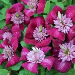 Evison Klematis 'Avant-Garde'® Clematis Evison 'Avant-Garde'® Potte 2,0 Liter,- Opbundet 60-100 Cm