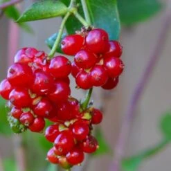 Almindelig Kaprifolia (Gedeblad) Lonicera Periclymenum Potte 2,0 Liter,- Opbundet -Osmo Salgsbutik p3708 48752 lonicera periclymenum 75b8