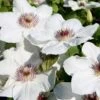 Evison Klematis 'Ninon'® Clematis Evison 'Ninon'® Potte 2,0 Liter,- Opbundet 60-100 Cm