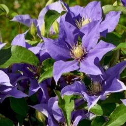 Evison Klematis 'Olympia'® Clematis Evison 'Olympia'® Potte 2,0 Liter,- Opbundet 60-100 Cm