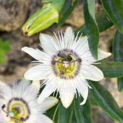 Passionsblomst 'Constance Elliot' Passiflora Caerulea 'Constance Elliot' Potte 2,0 Liter,- Opbundet