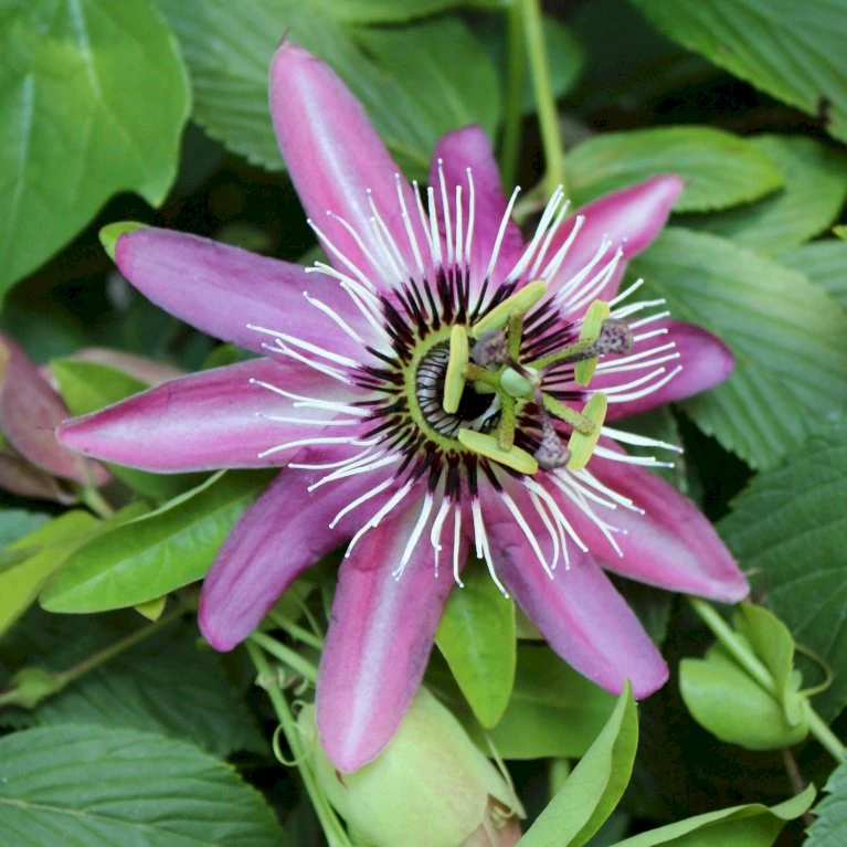 Passionsblomst 'Lavender' Passiflora Caerulea 'Lavender' Potte 2,0 Liter,- Opbundet 1 Passionsblomst 'Lavender' Passiflora Caerulea 'Lavender' Potte 2,0 Liter,- Opbundet