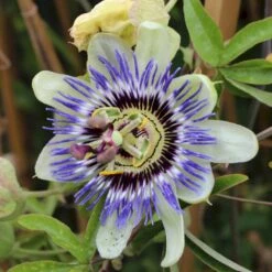 Passionsblomst 'Purple Haze' Passiflora Caerulea 'Purple Haze' Potte 2,0 Liter,- Opbundet