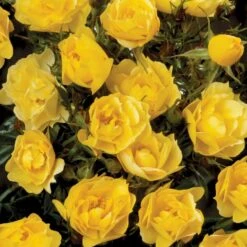 'Sun Cover'® Rosa X 'Sun Cover'® (Bunddækkerose) A-Kvalitet,- Barrods Roser Min. 3 Grene -Osmo Salgsbutik p370 51997 rosa x sun cover bunddaekkerose c888