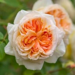 'Bathsheba' Rosa X 'Bathsheba' (Engelsk Rose) A-Kvalitet,- Barrods Roser Min. 3 Grene -Osmo Salgsbutik p37127 52942 rosa x bathsheba engelsk rose 4356
