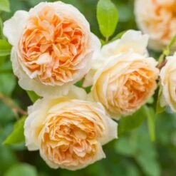 'Bathsheba' Rosa X 'Bathsheba' (Engelsk Rose) A-Kvalitet,- Barrods Roser Min. 3 Grene -Osmo Salgsbutik p37127 52944 rosa x bathsheba engelsk rose 631e