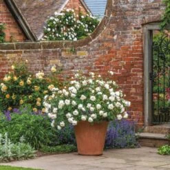 'Desdemona' Rosa X 'Desdemona' (Engelsk Rose) A-Kvalitet,- Barrods Roser Min. 3 Grene -Osmo Salgsbutik p37128 52974 rosa x desdemona engelsk rose b9ab